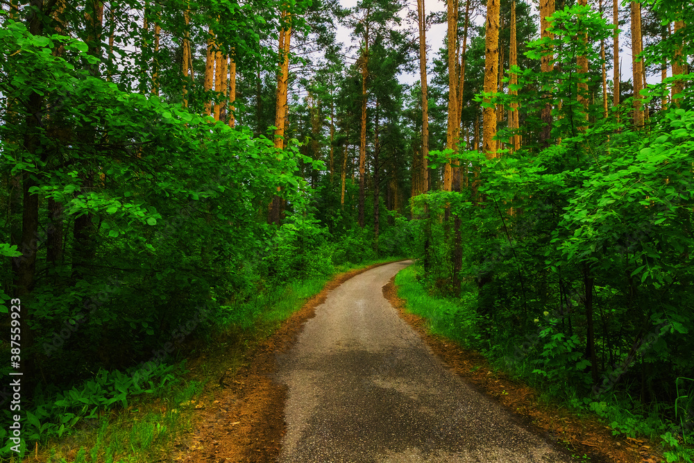 Fototapeta premium Road through coniferous forest