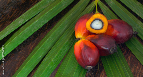 Red Oil Palm seed