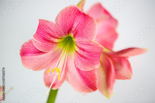Amarylis with a white background