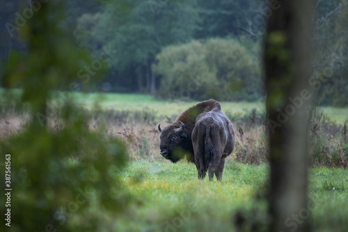European bison in the Białowieża National Park. Huge male on the grazing. Bison out of the forest. Wild bison in Poland. Autumn in the wildlife. 