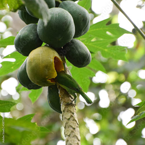 A green color bird eating pappaya fruit photo