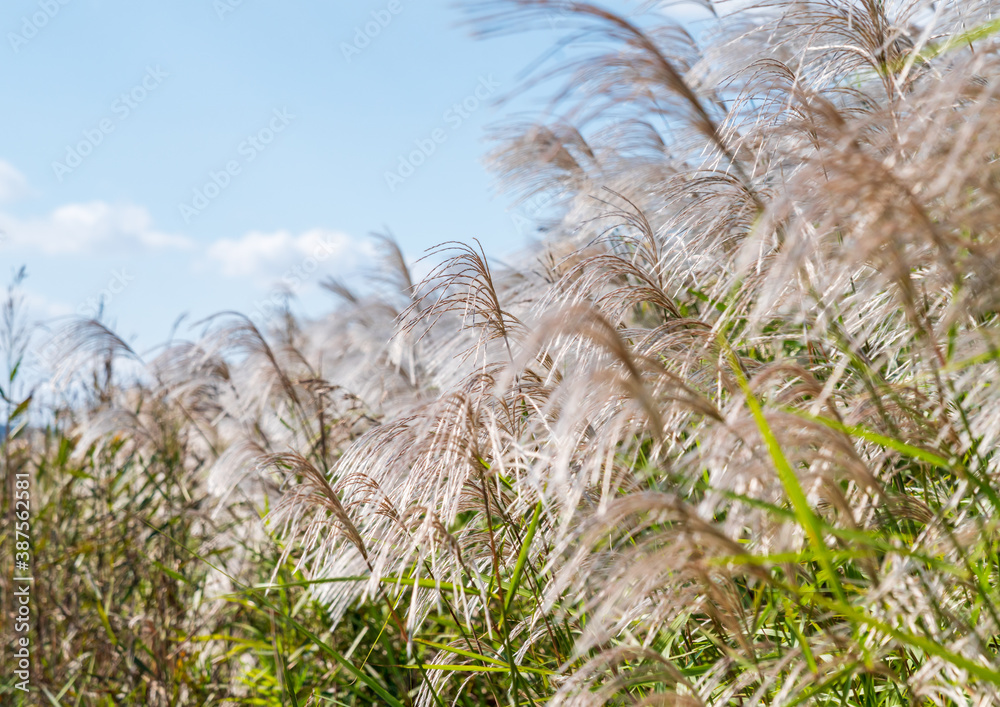 Fototapeta premium すすき