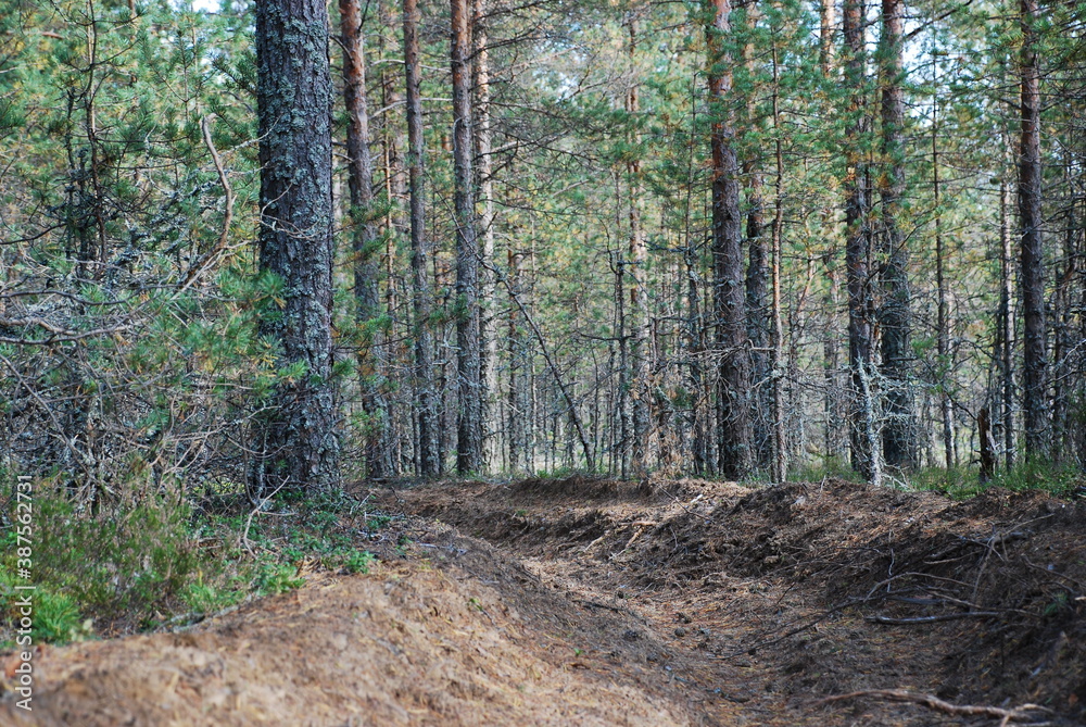 path in the forest