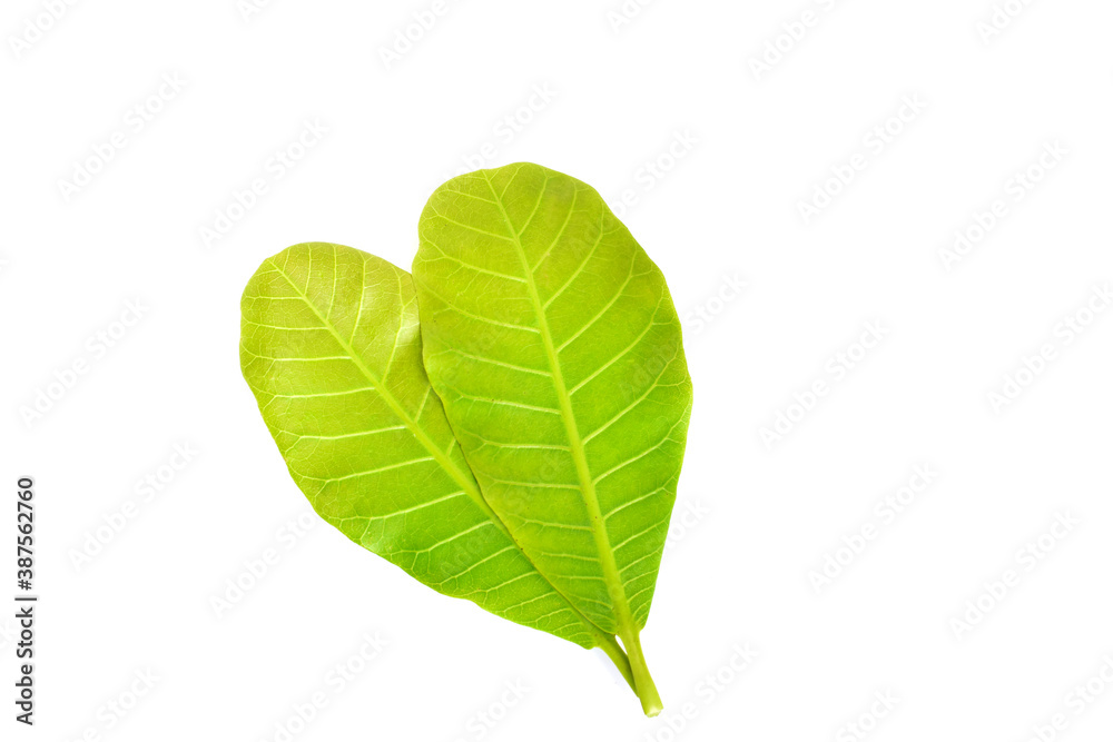 Fototapeta premium green leaf isolated on white