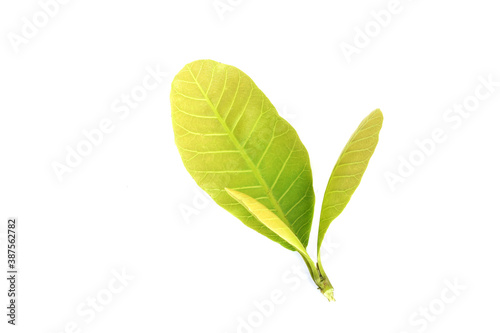 green leaf isolated on white