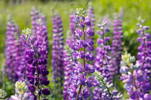 Purple lupin field with solar  Violet flowers and green field at summer day. Violet lupines with solar. Purple flowers background