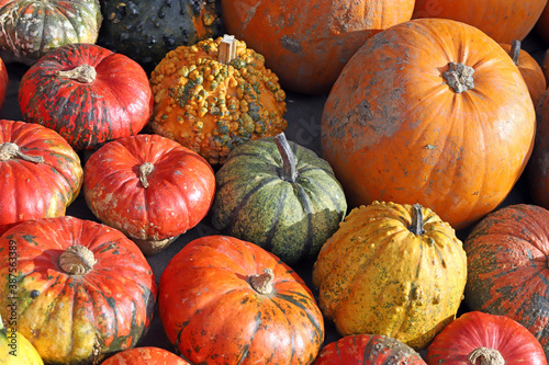 Colorful ornamental pumpkins, gourds and squashes in the street for Halloween holiday.