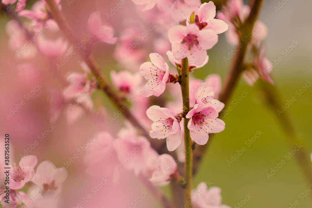 Pink peach blossom 