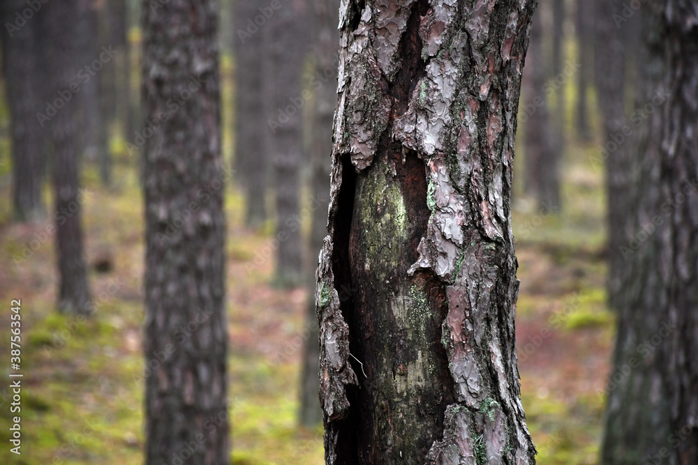 Rough texture of a pine tree bark. A forest near Warsaw, Poland. A dark autumn day. Rough texture of a pine tree bark. A forest near Warsaw, Poland. A dark autumn day.
