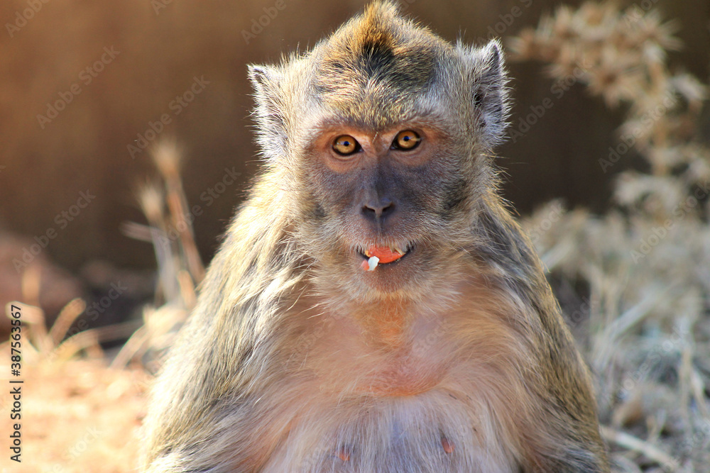 Obraz premium Monkey