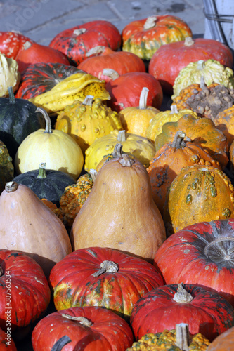 Colorful ornamental pumpkins, gourds and squashes in the street for Halloween holiday.