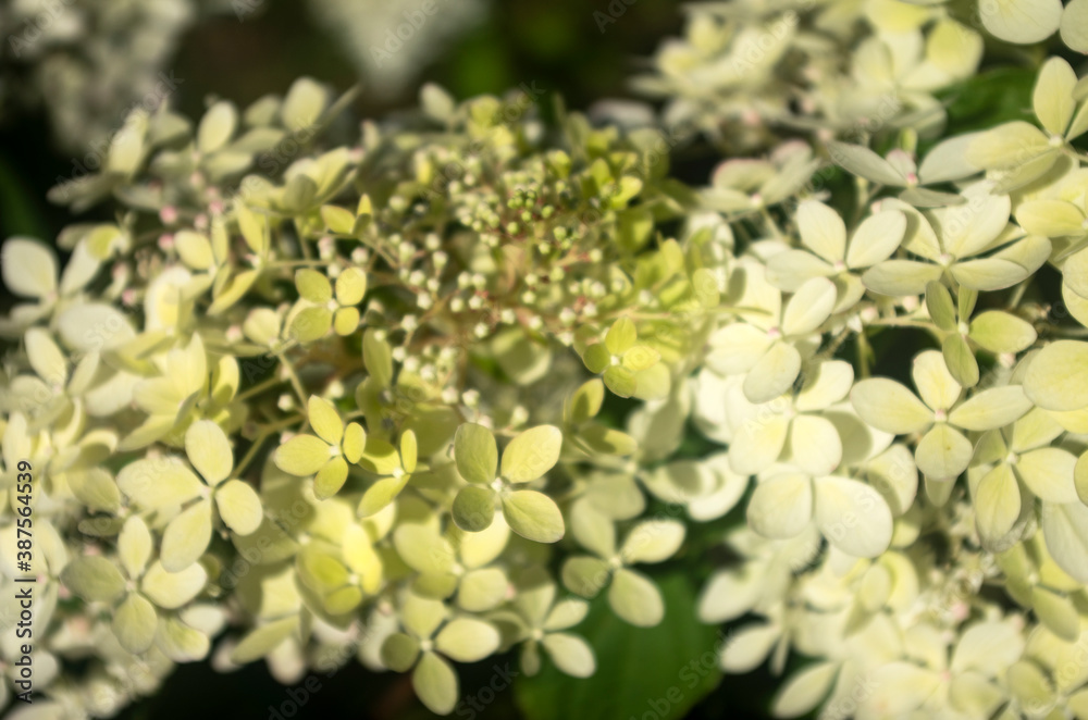 Obraz premium hydrangea in sunlight