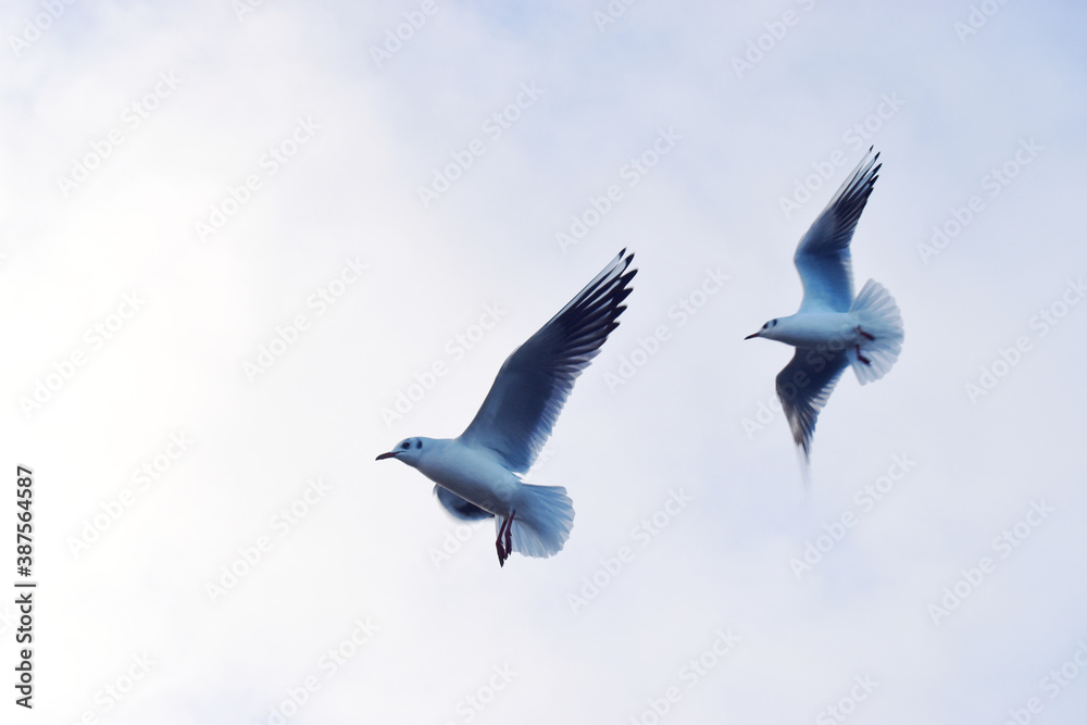 Seagulls flying in the blue sky background Seagulls flying in the blue sky background