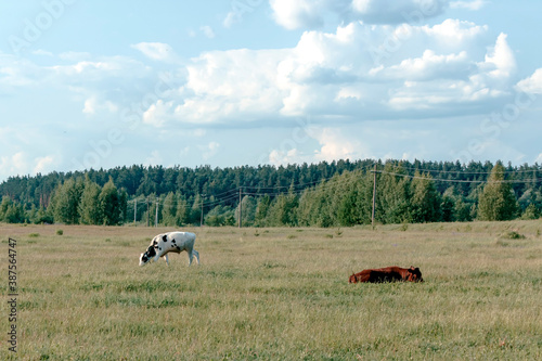 The cow grazes in the meadow in summer time.