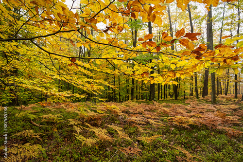 Laubwald Herbst