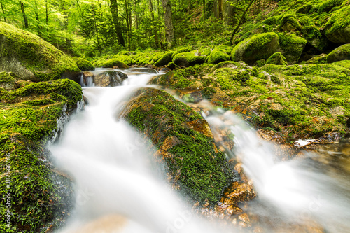 Black Forest Mossy Green Creek 7