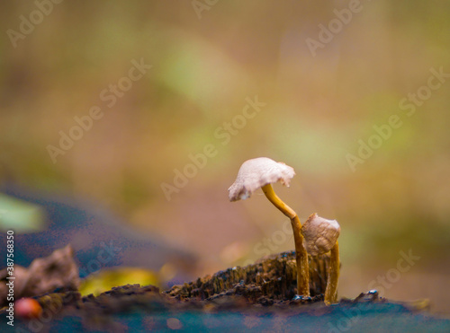 poisoned mushroom in the forest © Vasyl Martyniuk