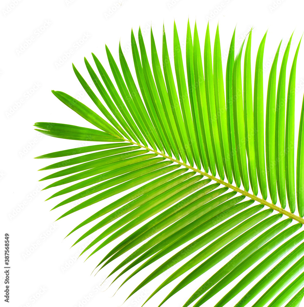 Obraz premium palm tree leaves