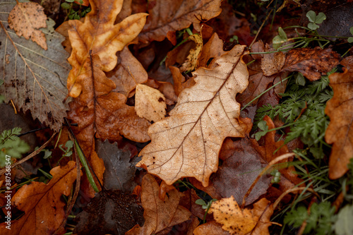 Autumn leaves background. Fallen leaves in autumn on the ground. Texture. Background from autumn leaves. © Юлия Васильева