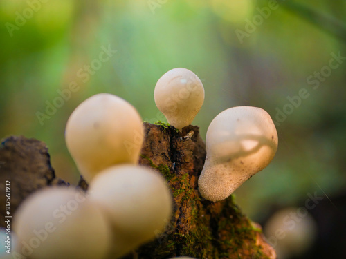 beautiful mushrooms in the forest