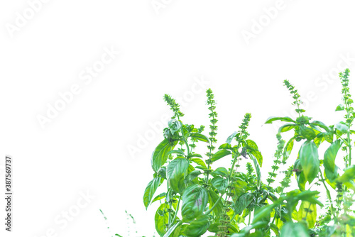 Homegrown flowering sweet basil plants isolated on white background