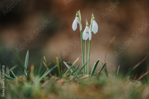 Snowdrops as a first spring flowers photo