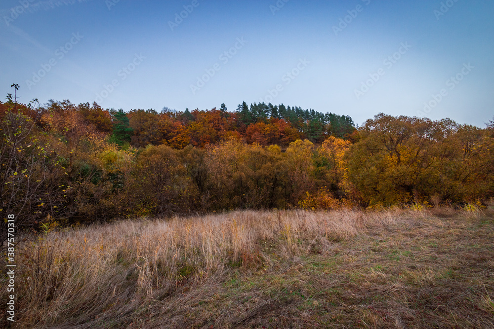 forest autumn nature of the Russian Federation