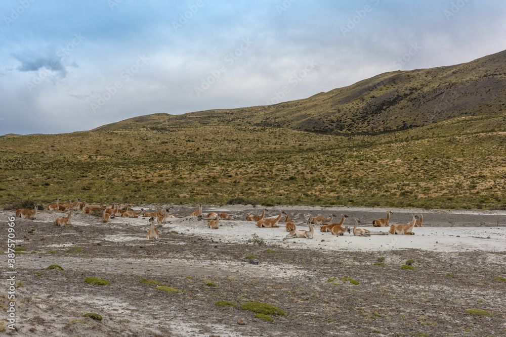 a herd of lying guanacos in Patagonia, Chile
