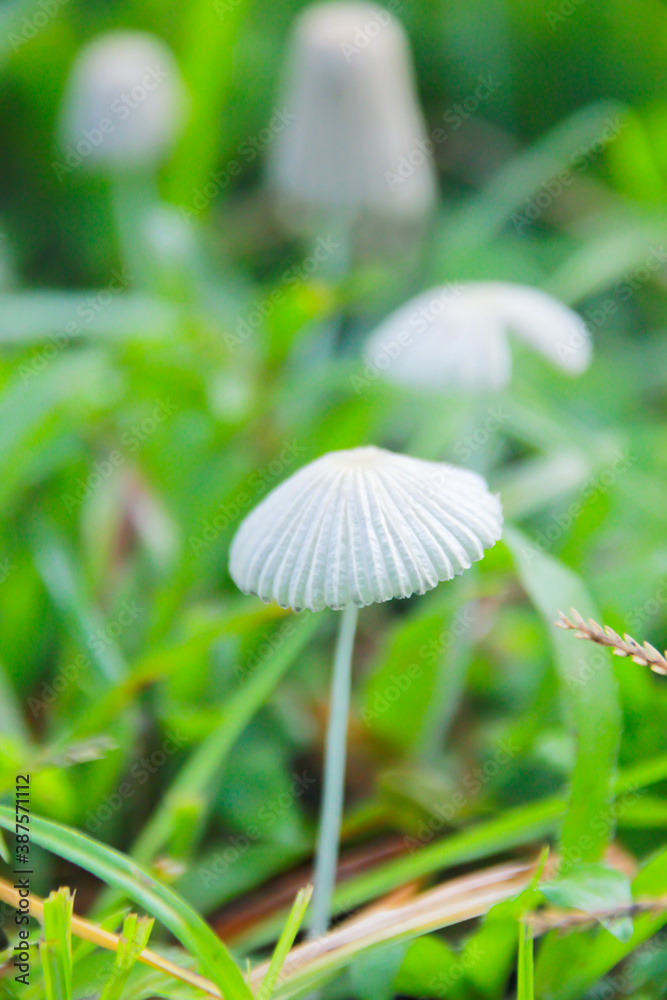 Wild mushrooms on green grass background. Wild mushrooms on green grass background.