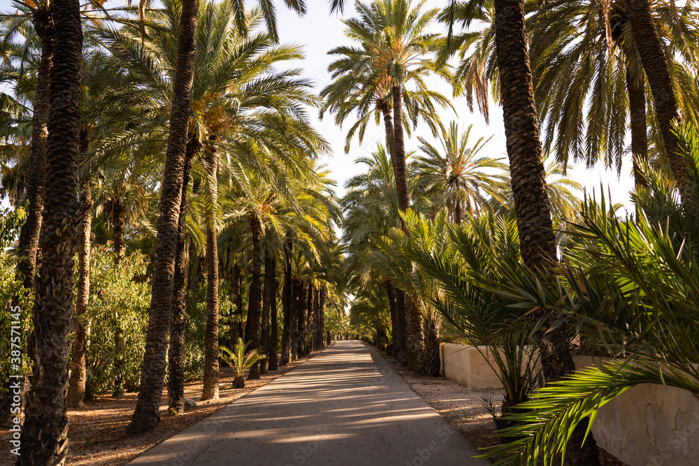 Empty road surrounded by many date palms at sunset in the city of Elche, Alicante, Spain. Green palm garden. World Heritage.