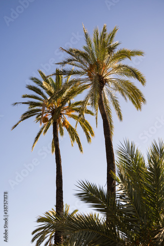 Two date palms in a palm orchard at sunset in the city of Elche, Alicante, Spain. World Heritage.