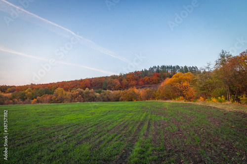 Fototapeta Naklejka Na Ścianę i Meble -   the green field and the sunset of a warm autumn. Russian Federation