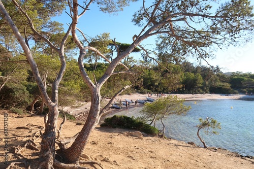 Plage d'Argent sur l’île de Porquerolles, au large de la ville d’Hyères, paysage de côte avec un pin au bord de la mer Méditerranée (France)