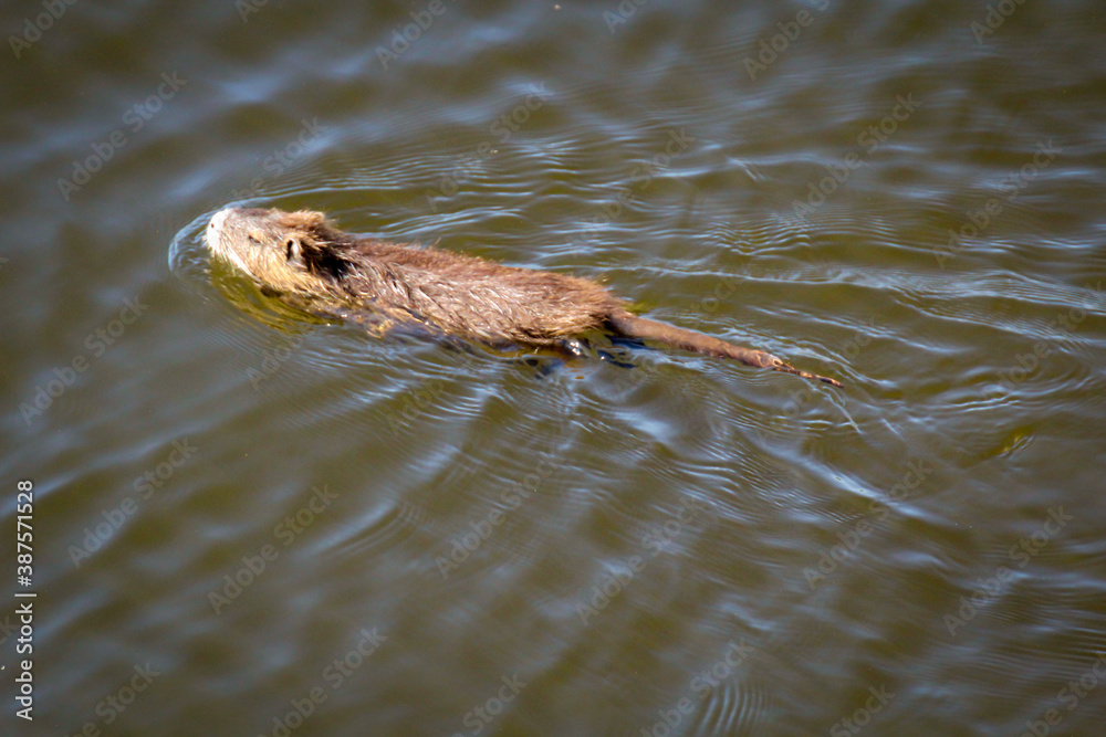 Nutrias, Bisams, Ondatra zibethicus am Flussufer.
Nutrias, Bisams, Ondatra zibethicus am Flussufer.
