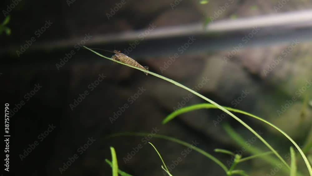 Brown Neocaridina davidi shrimp, eating algae from Pogostemon quadrifolius, long leaf plant, detail Brown Neocaridina davidi shrimp, eating algae from Pogostemon quadrifolius, long leaf plant, detail