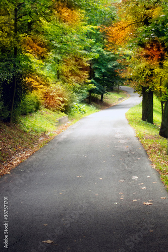 Fototapeta Naklejka Na Ścianę i Meble -  autumn alley with tree with leaves in fall colors and gray path like romantic autumn background