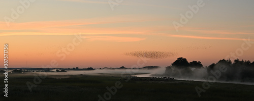 Photography morning mists and a flock of birds taking off