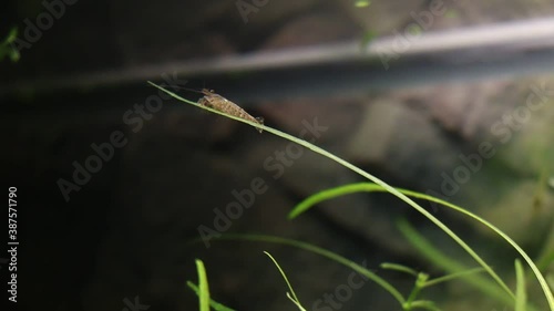 Brown Neocaridina davidi shrimp, eating algae from Pogostemon quadrifolius, long leaf plant, detail photo