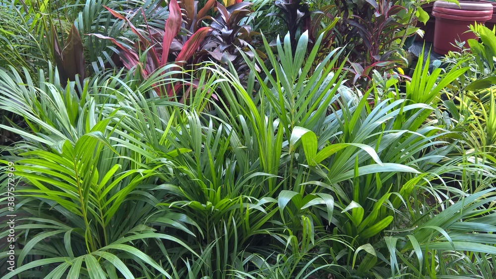 scenic view of green plants for multipurpose use scenic view of green plants for multipurpose use