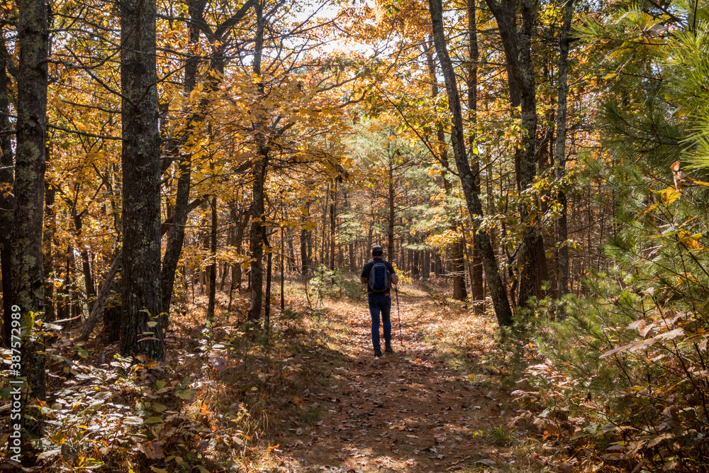 Lone man hiking the trails near Milford, PA, surrounded by lush foliage and pine trees