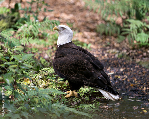 Bald Eagle Stock Photo. Bald Eagle close-up profile with a foliage foreground and background displaying brown plumage  white head  beak  talons  plumage in its habitat and environment.