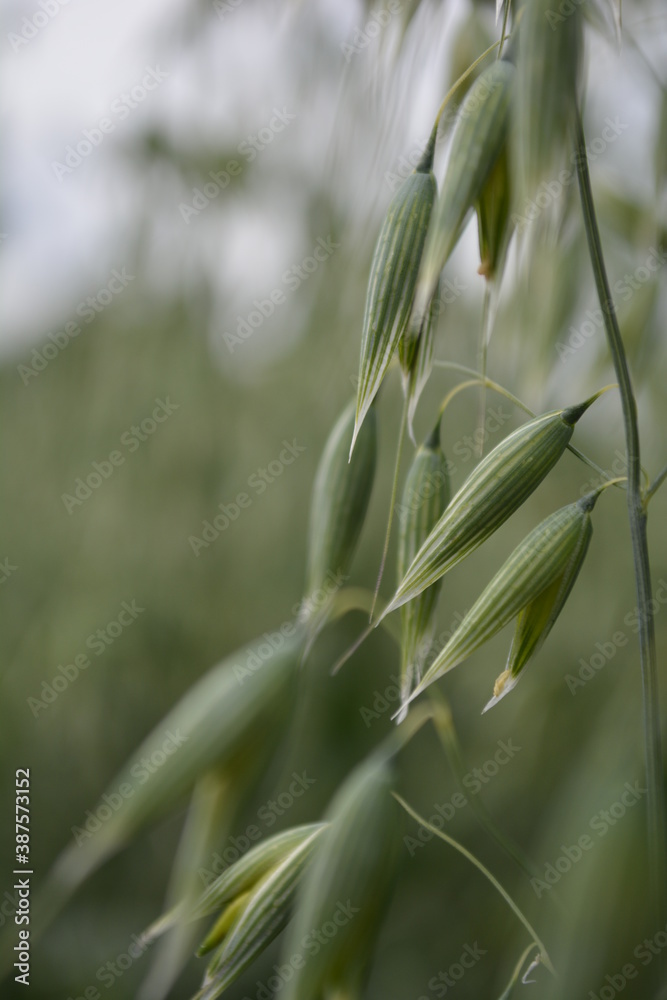 Obraz premium Close up of wheat swaying with the background out of focus.