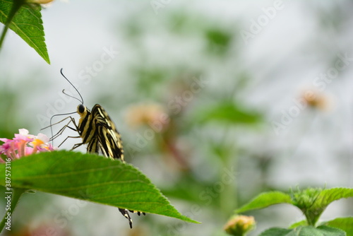 Close up of a yellow and black butterfly against a blurred background of flowers