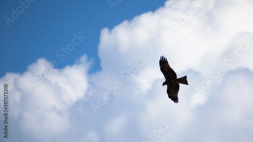 Silhouette of the hawk in flight under the bright sun and cloudy sky 