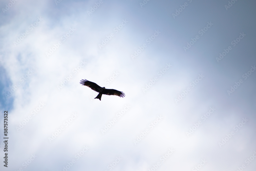 Silhouette of the hawk in flight under the bright sun and cloudy sky	