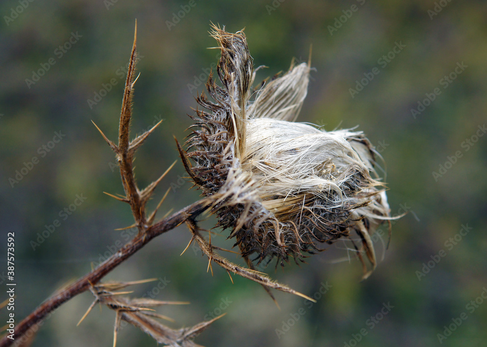 Silybum Marianum Seeds in the fall Silybum Marianum Seeds in the fall