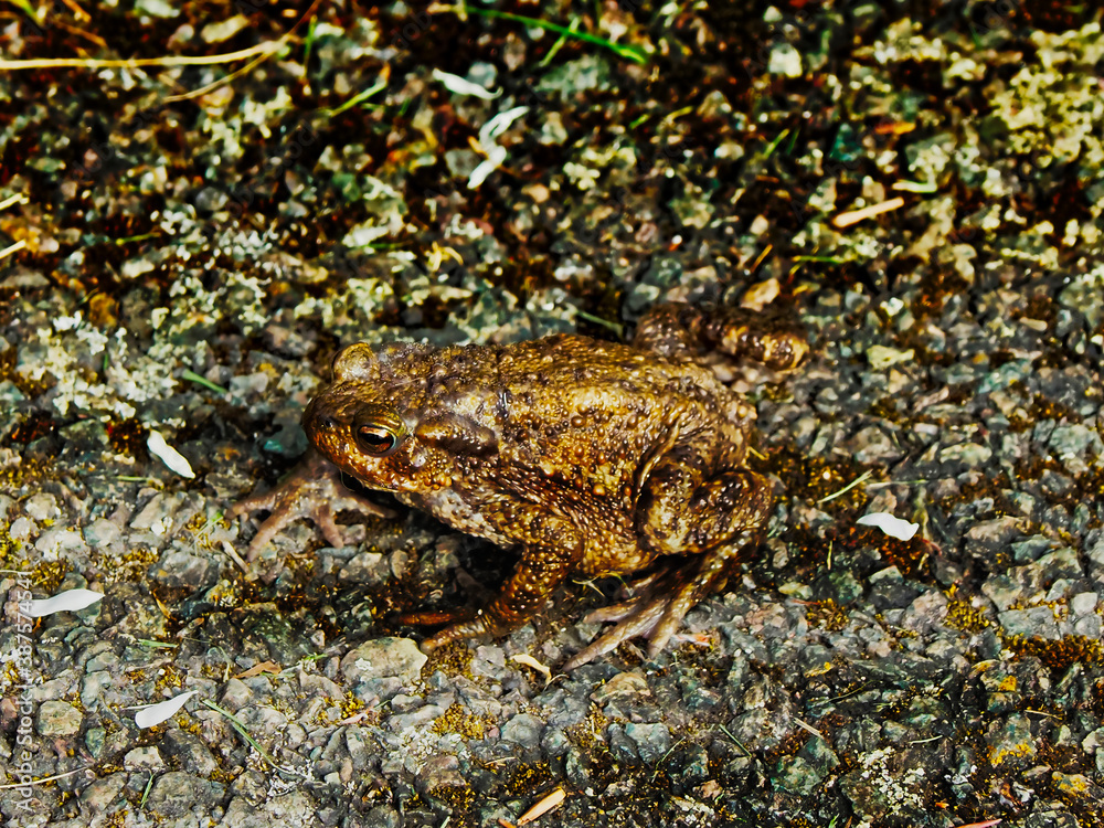 Obraz premium frog