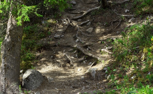 The roots of the trees, the stones, here's a path in the wood