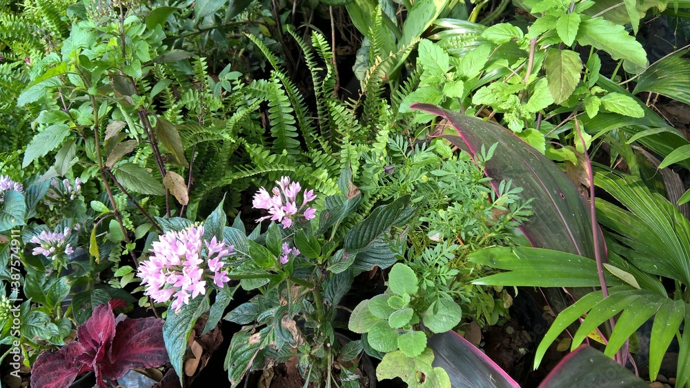 scenic view of green plants for multipurpose use scenic view of green plants for multipurpose use