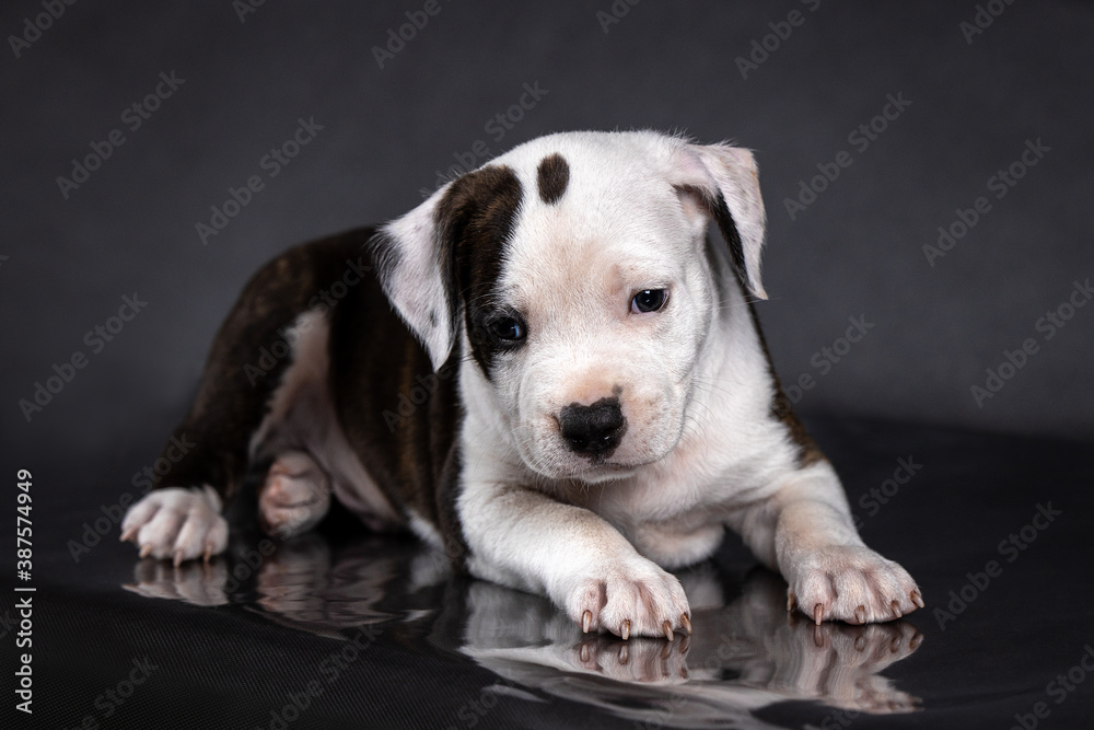 american staffordshire terrier puppy portrait